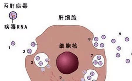 南京最好肝病医院_南京肝病医院哪家强_南京肝病医院好的哪些