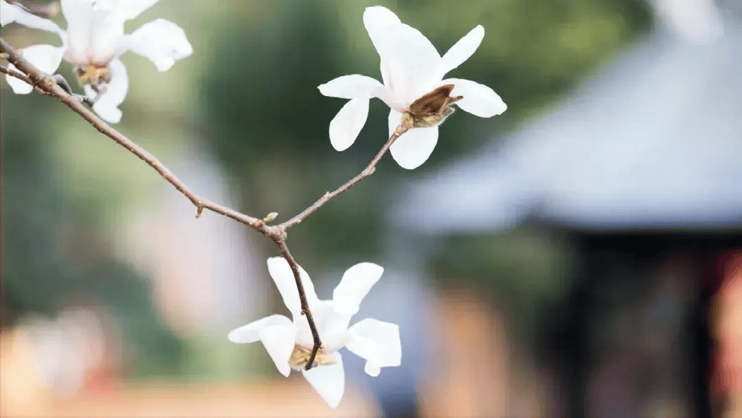 aa搭伙养老2年56岁阿姨过生日老伴说请客吃完他反悔散伙吧