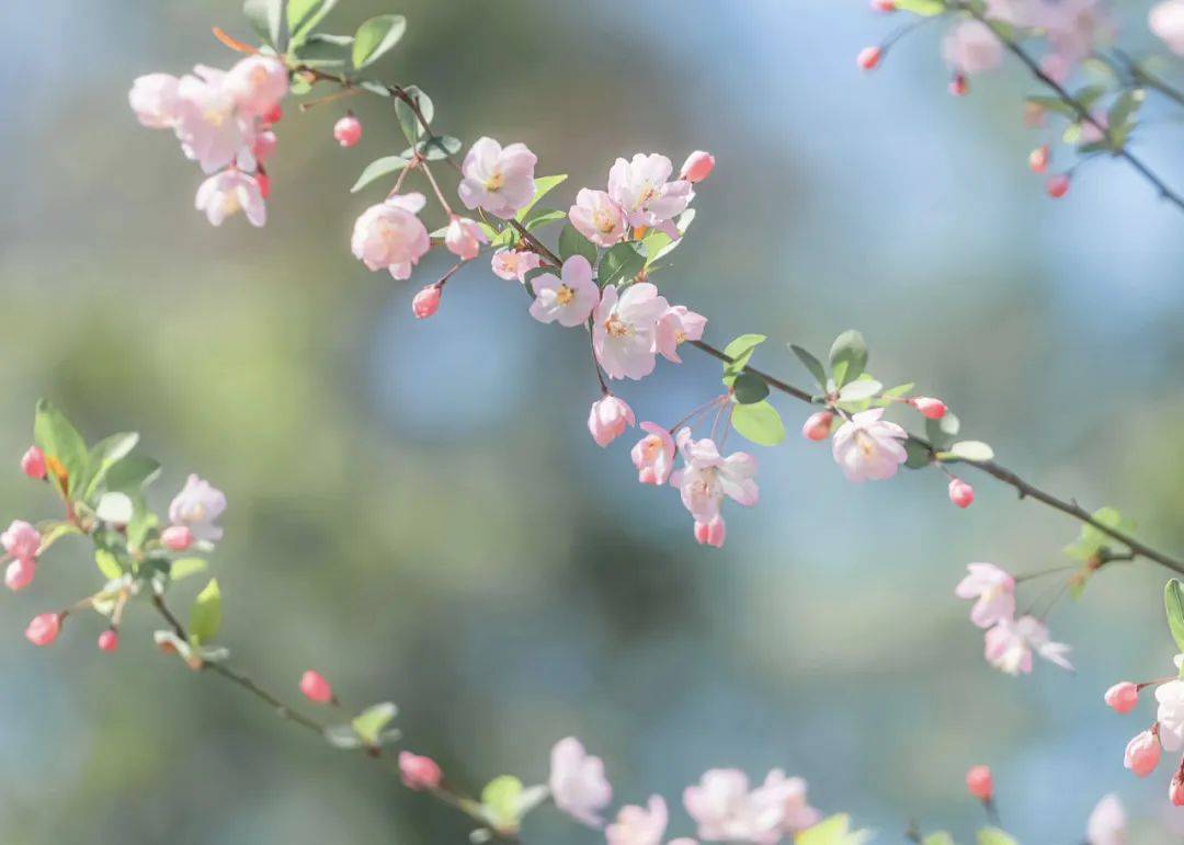 清明节追忆先人一起读读那些描写清明的美诗佳词