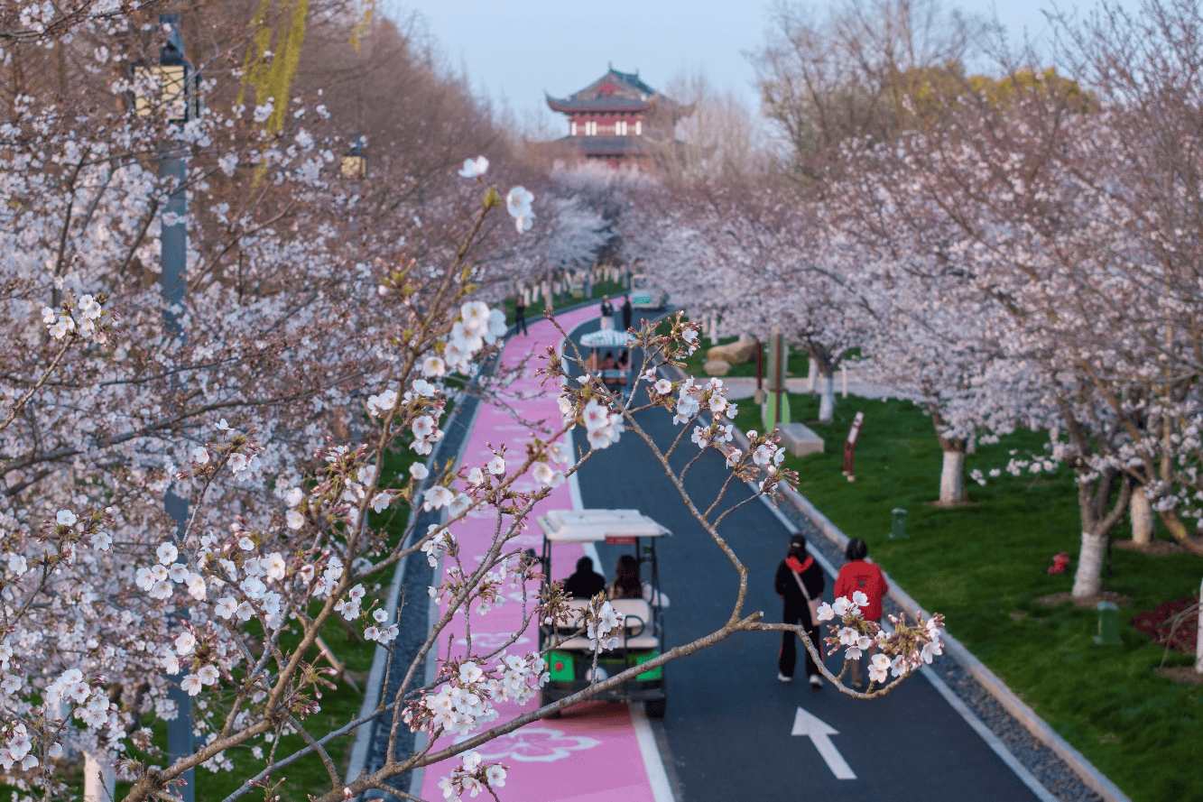 盐城花海图片