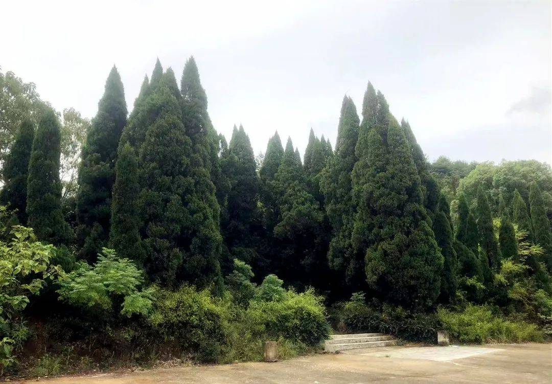 陈真守护在父母坟头的松柏树