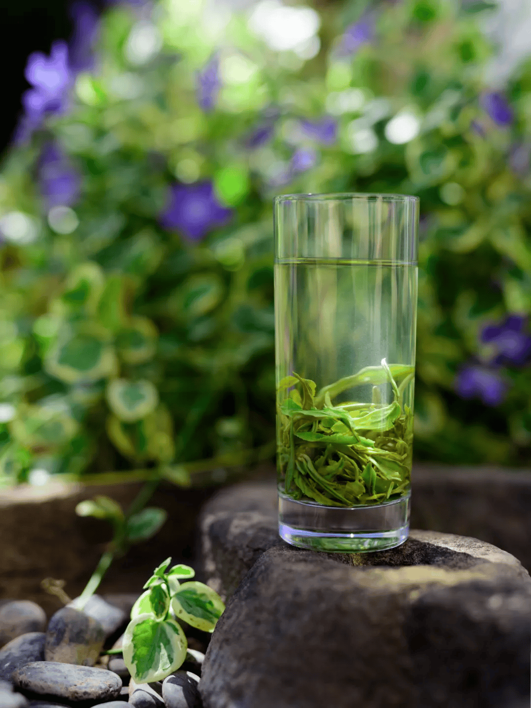 春茶鲜人间四月天都藏在一杯春茶里