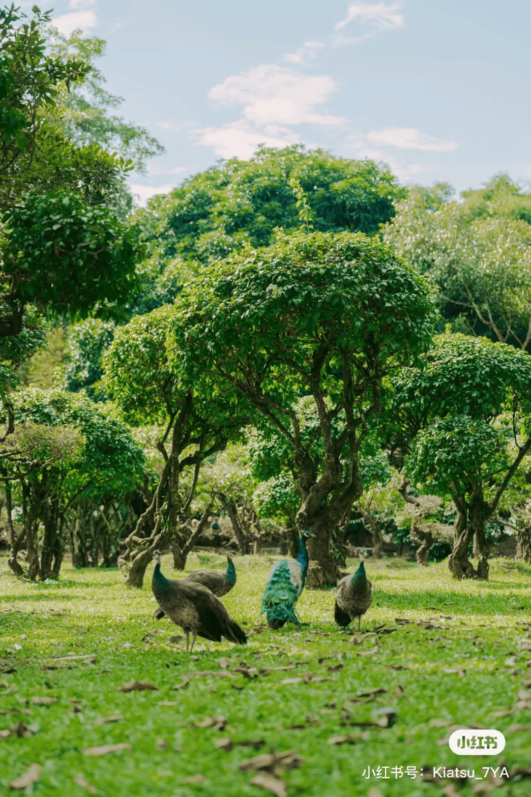 芒市孔雀谷景区位于芒市南天门放马桥,距市区12公里,占地面积15003亩