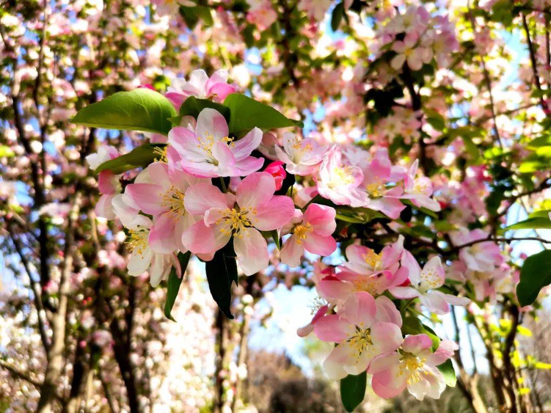 安阳赏花指南愉字园西府海棠