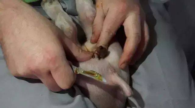 德国养猪人如何严谨去势仔猪
