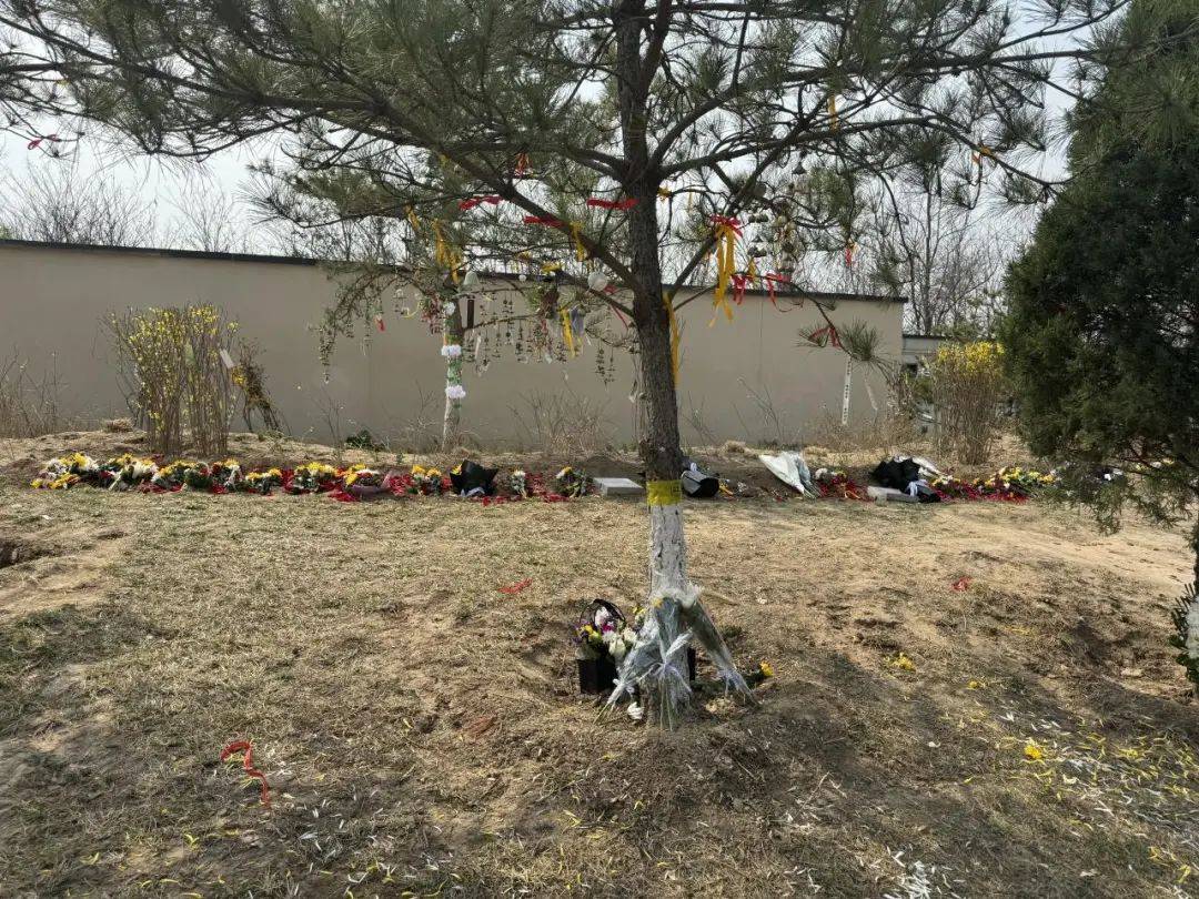 生态葬清明这样祭奠逝者