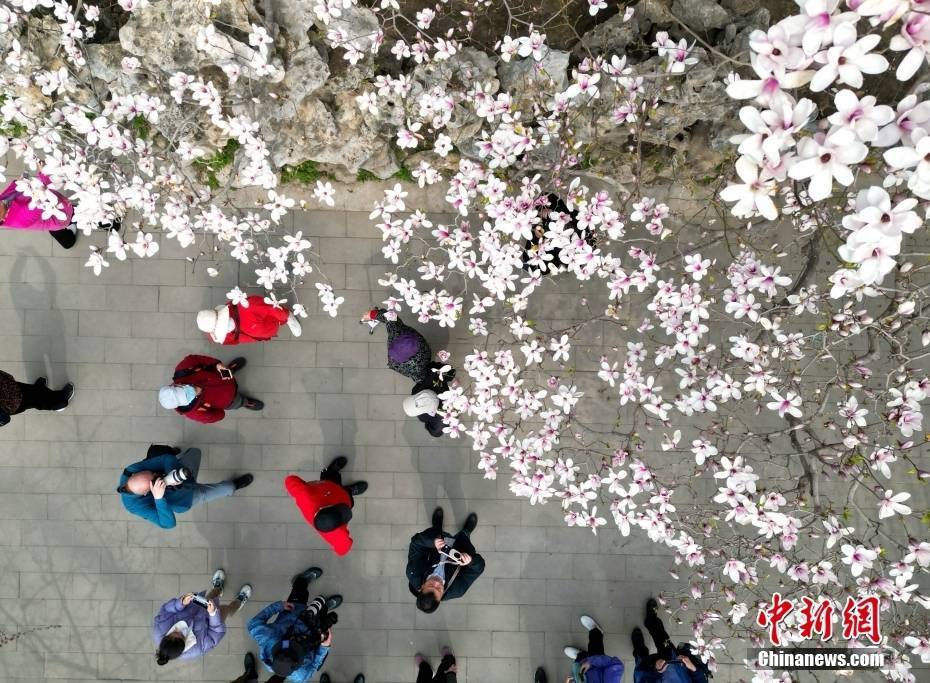 北京潭柘寺"二乔玉兰"盛放迎游人