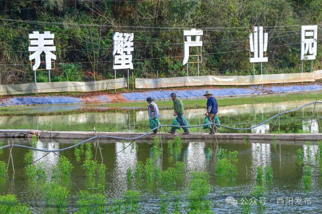 垦利大闸蟹养殖基地图片