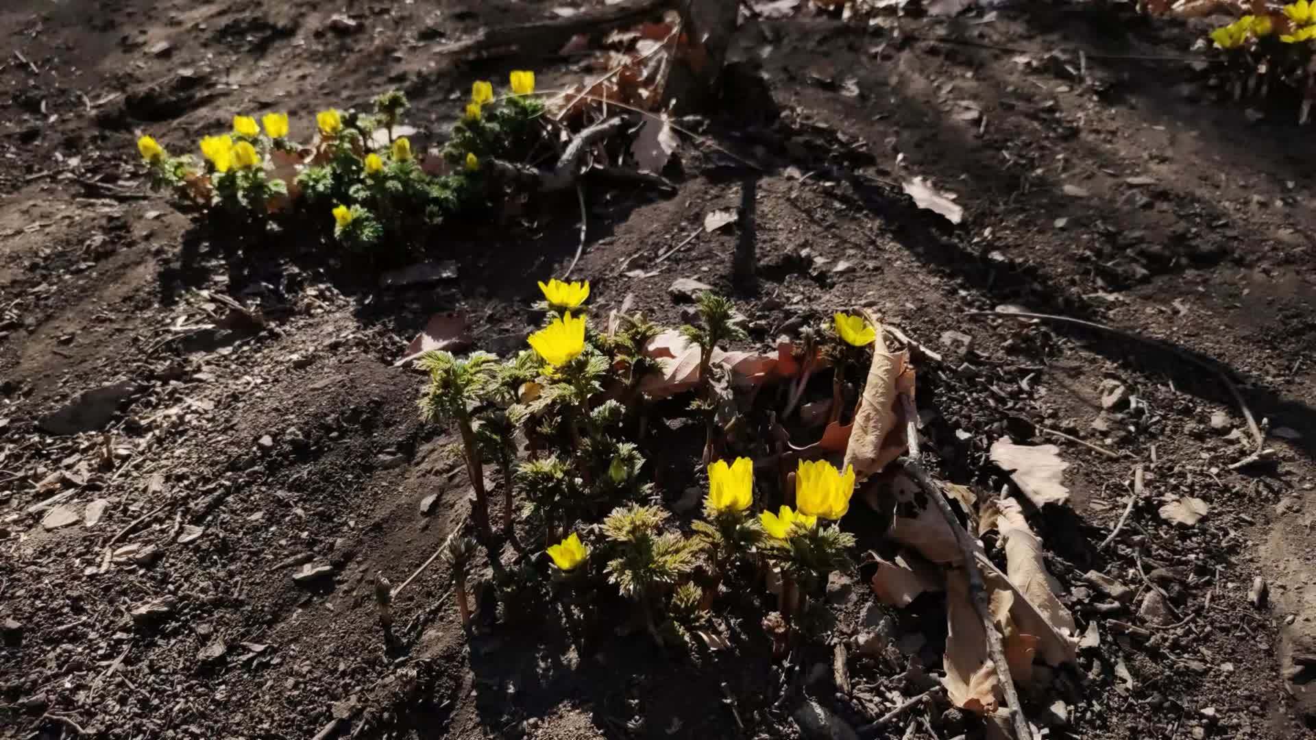 金盏_王孜_植物