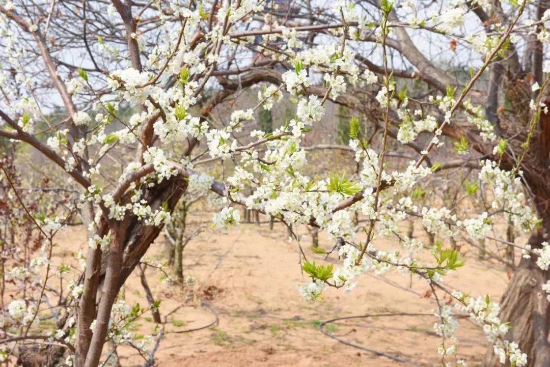 【文旅昌邑】快来看!第十五届山阳梨花节盛大开幕