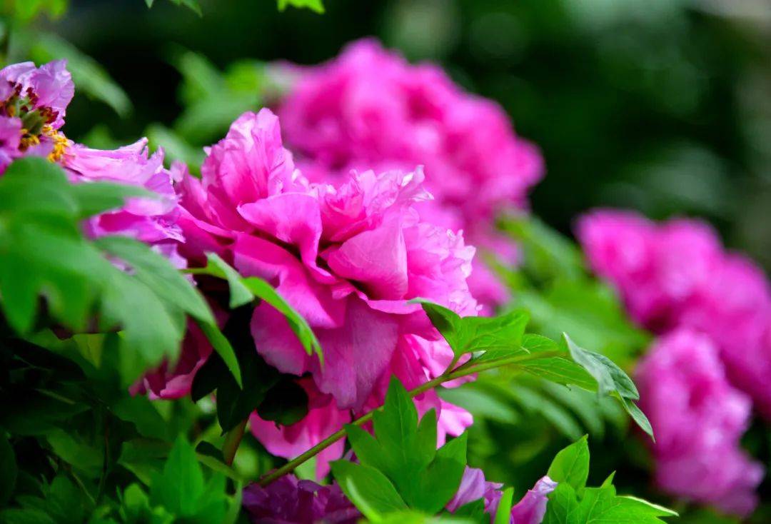 今年是牡丹花会的第41年,唯一不变的就是不断变化.