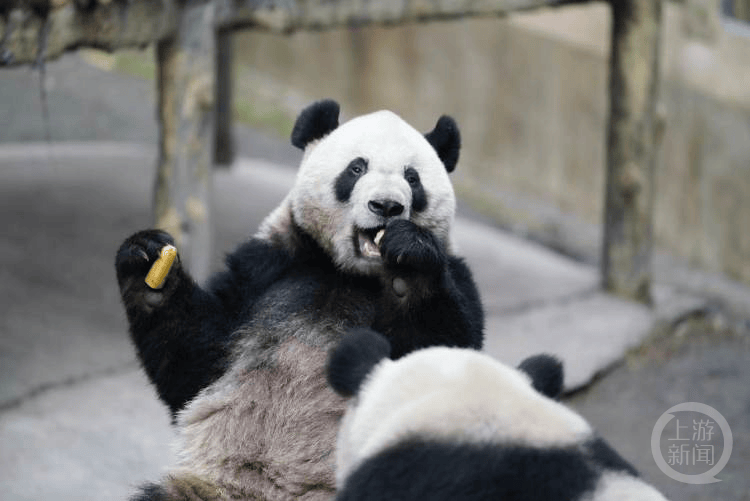 渝港青少年对话大熊猫活动开启_尹彦强_竹子_重庆动物园