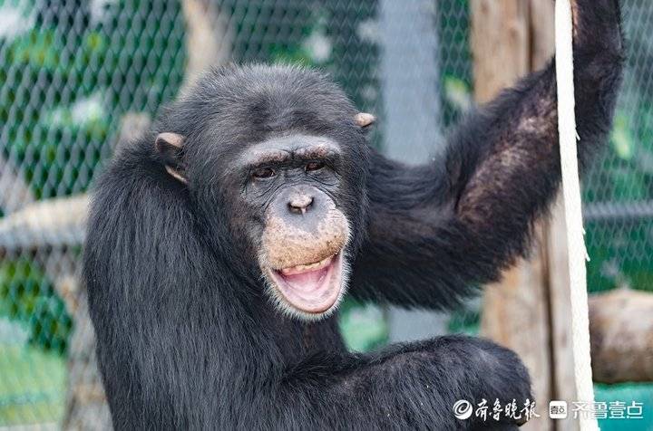 清明假期去哪玩儿济南野生动物世界马戏嘉年华欢乐来袭