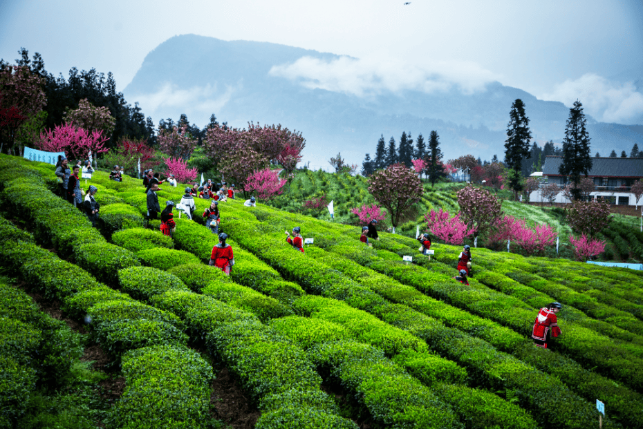 青梅竹马边城茶香2024马边绿茶采茶季活动隆重举办