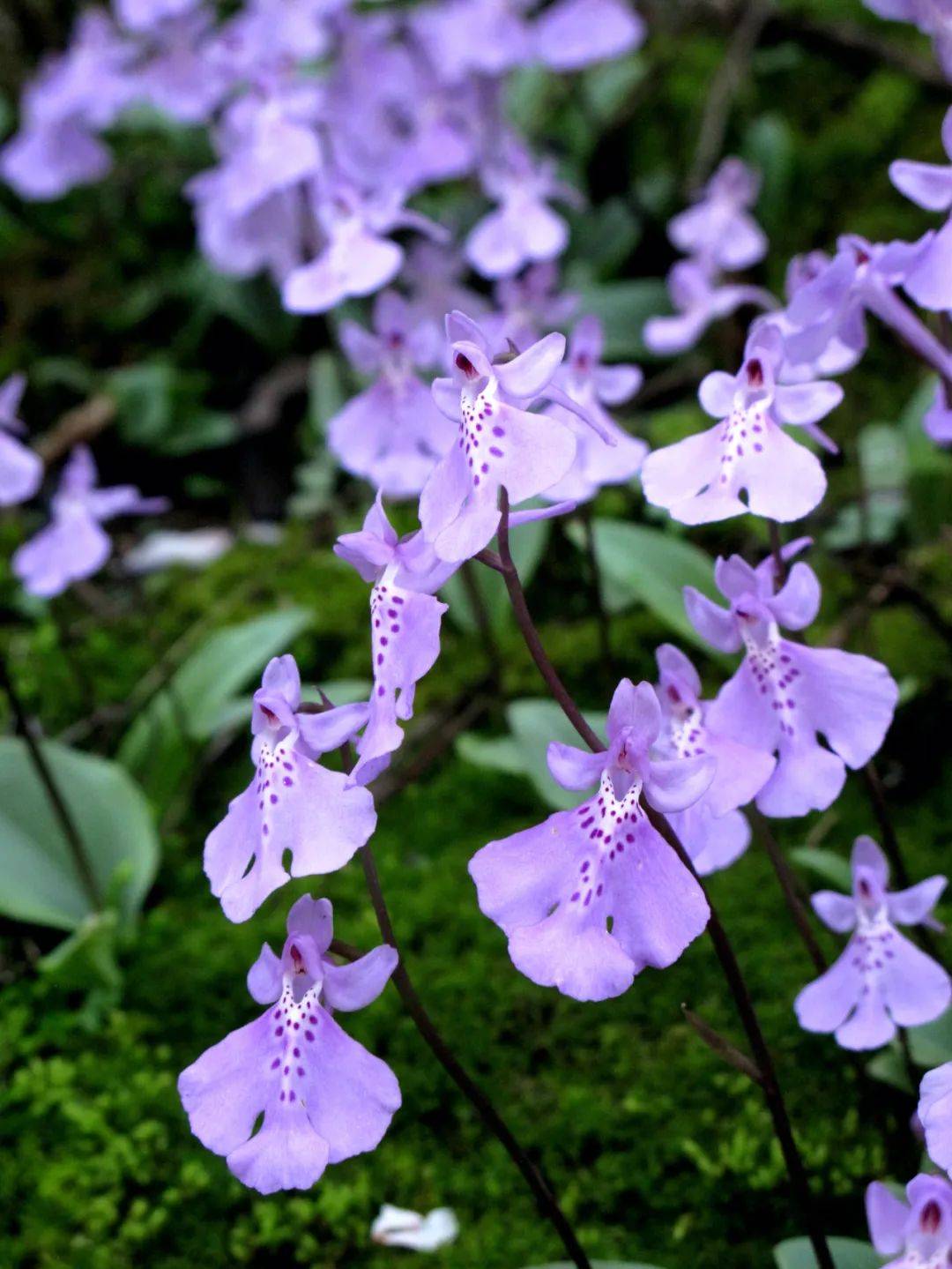 大花无柱兰宁波丹霞岩壁上的兰花仙子