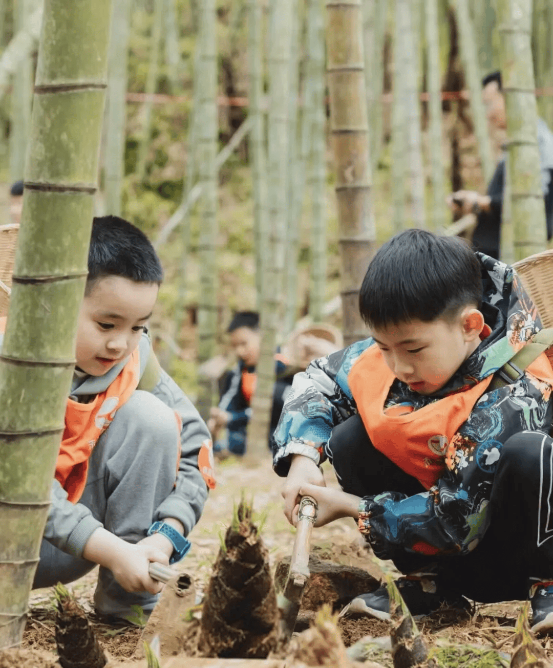 竹兜连竹鞭示意图图片