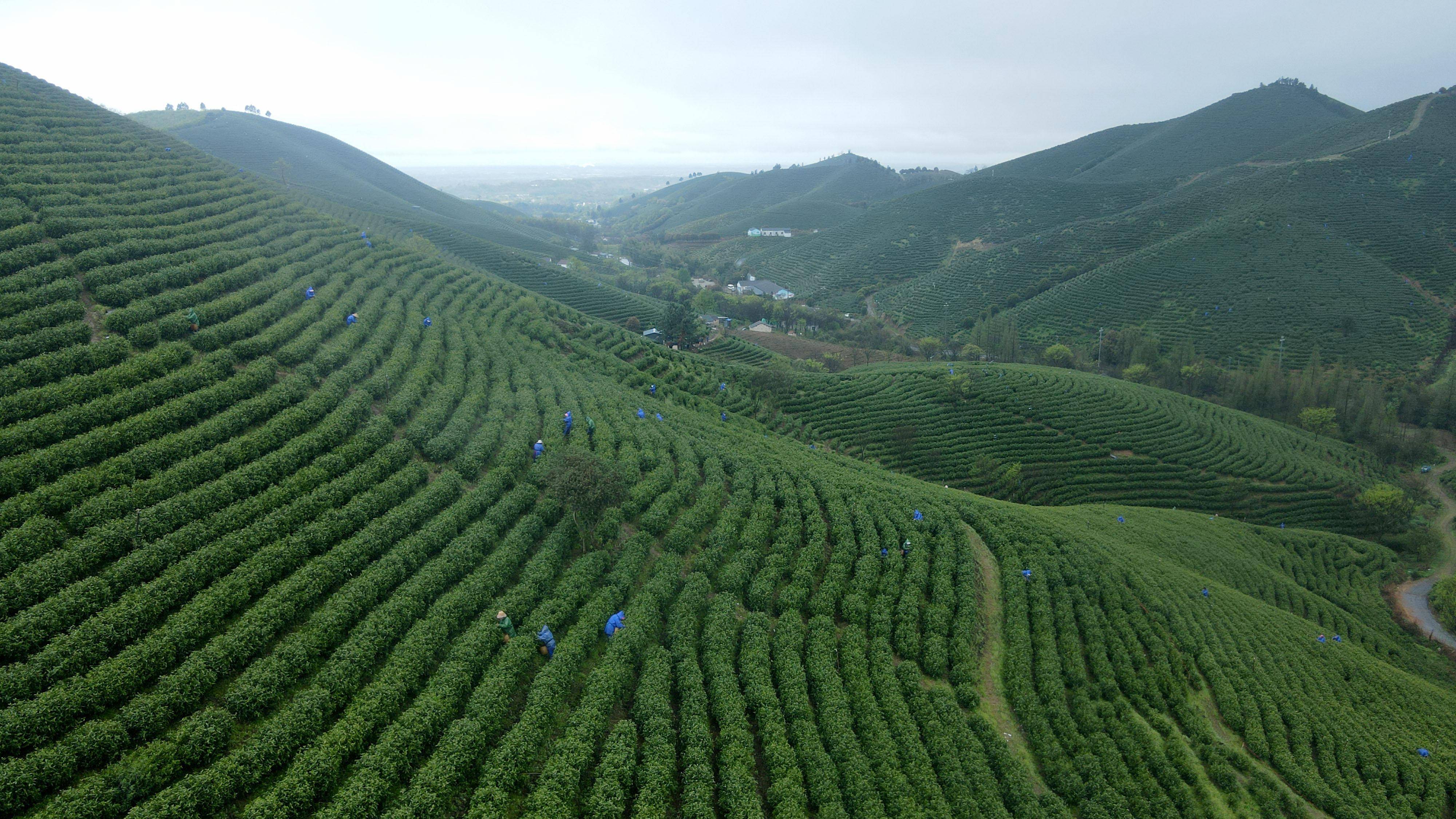 4月3日,在安徽省广德市金鸡笼村,茶农在采摘茶叶(无人机照片).