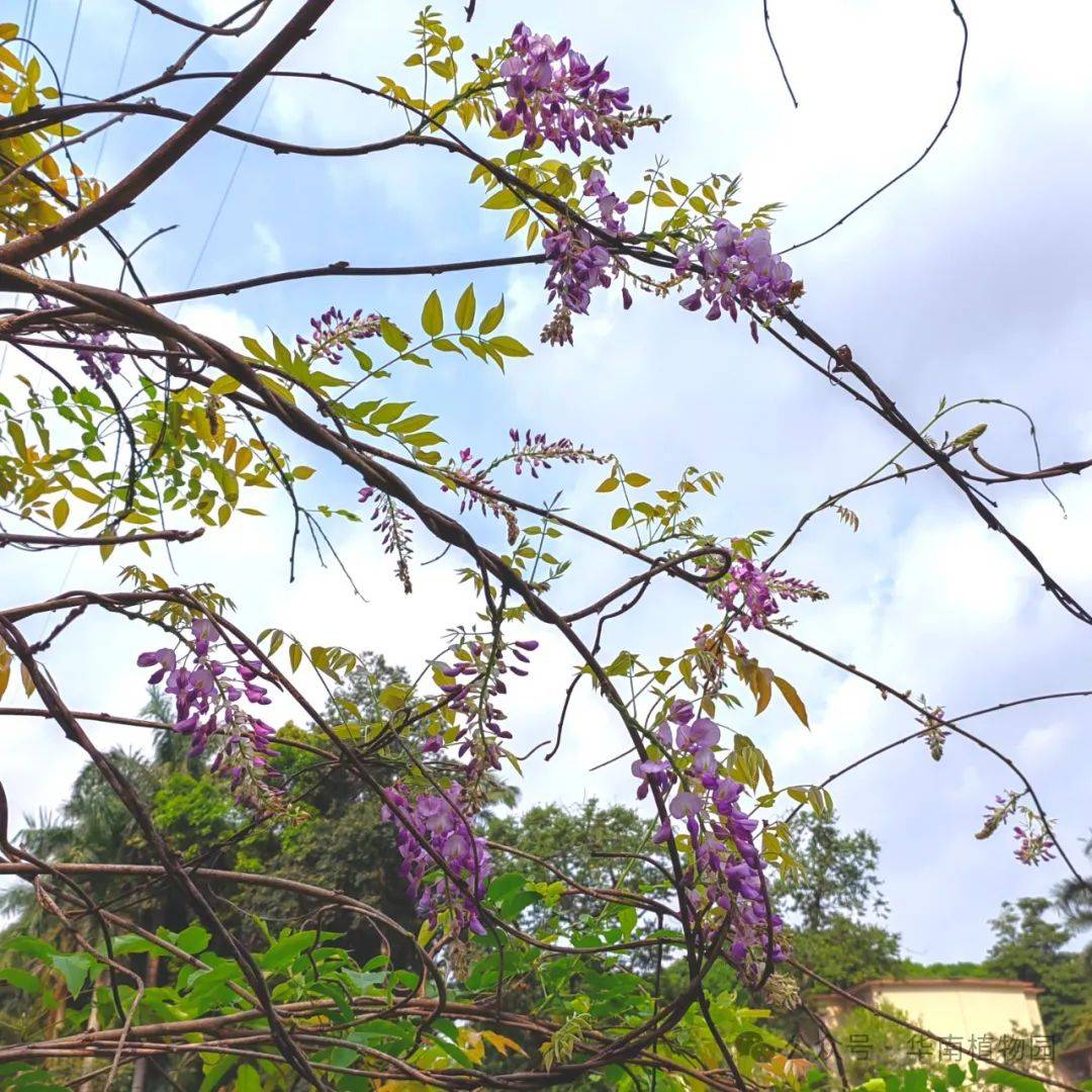 千年网红紫藤你是它的粉丝吗