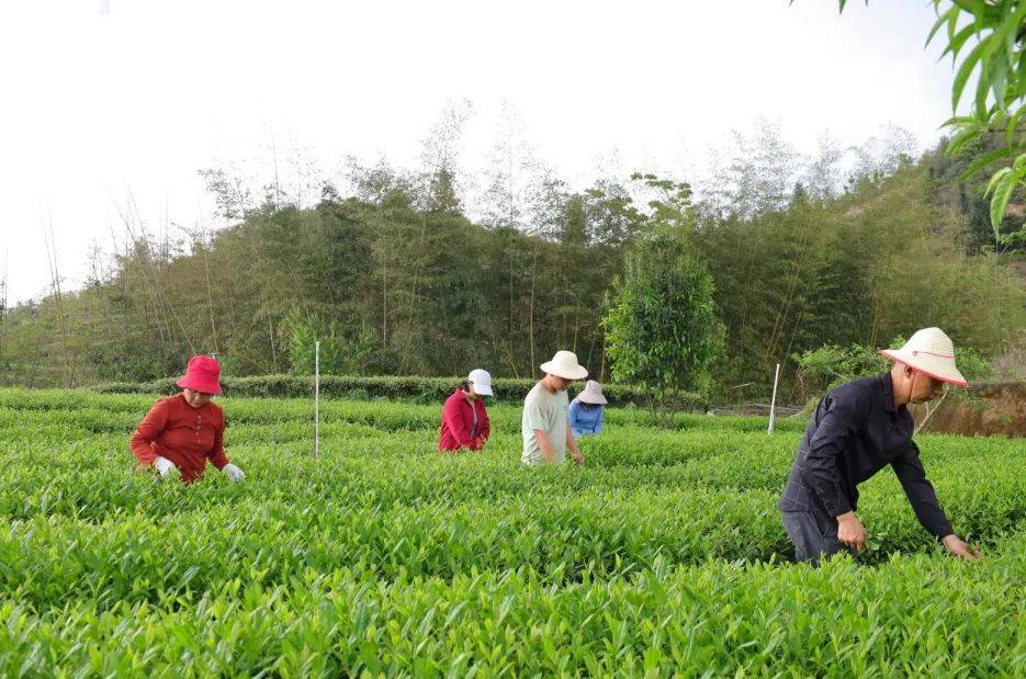 [揭西广电]清明至 采茶忙 谱写致富"茶"文章_茶叶_茶树_茶园