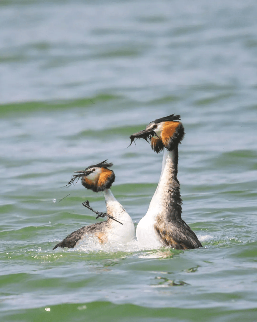 2023年春,曾有一位傅姓南京鸟迷在人民公园拍摄到这些镜头后,随即以