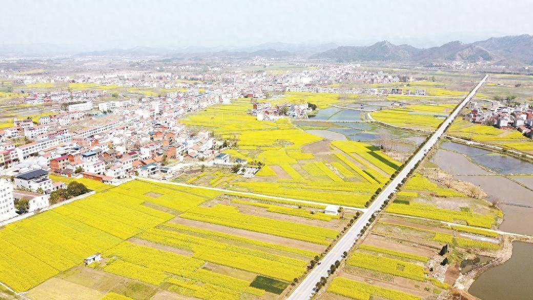 麻城市阎家河镇凉亭村千亩油菜花竞相绽放