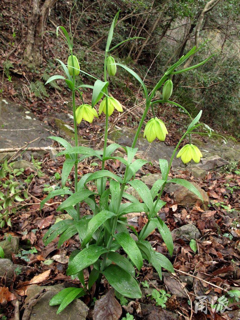 天目贝母!宁波再添重量级珍稀植物_植株_花朵_花瓣