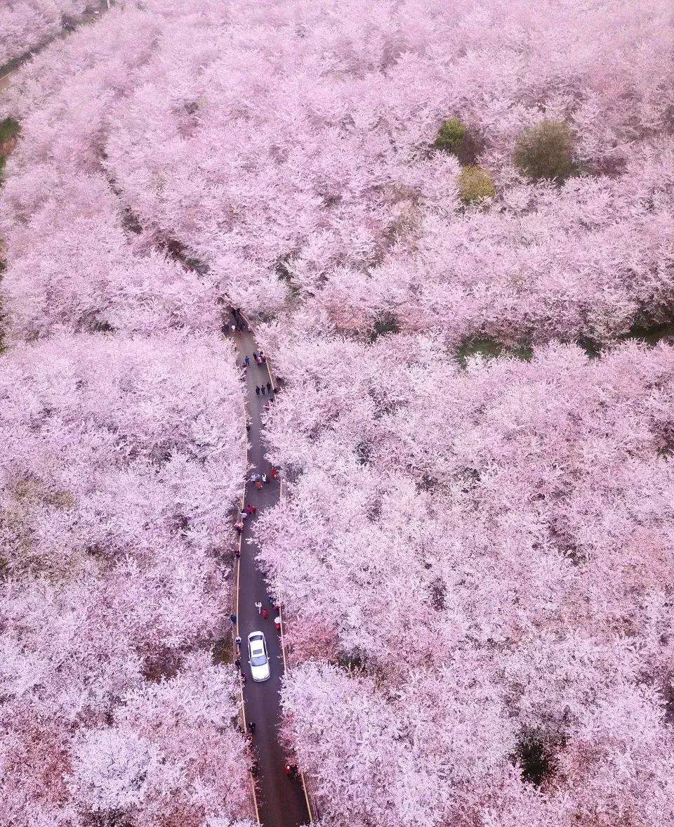 来贵州赏人间春色!特色 花海满足你对春天的全部幻想!