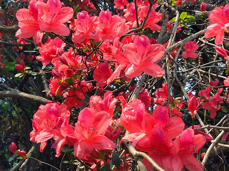 美丽蓝山:高山杜鹃花烂漫 满山遍野美如画