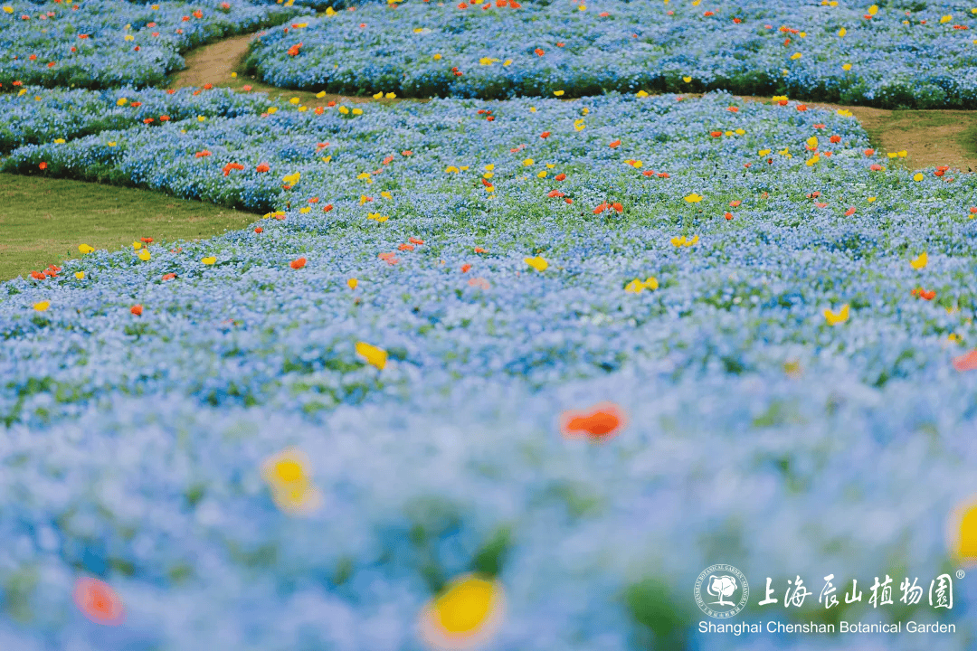 齐山植物园图片