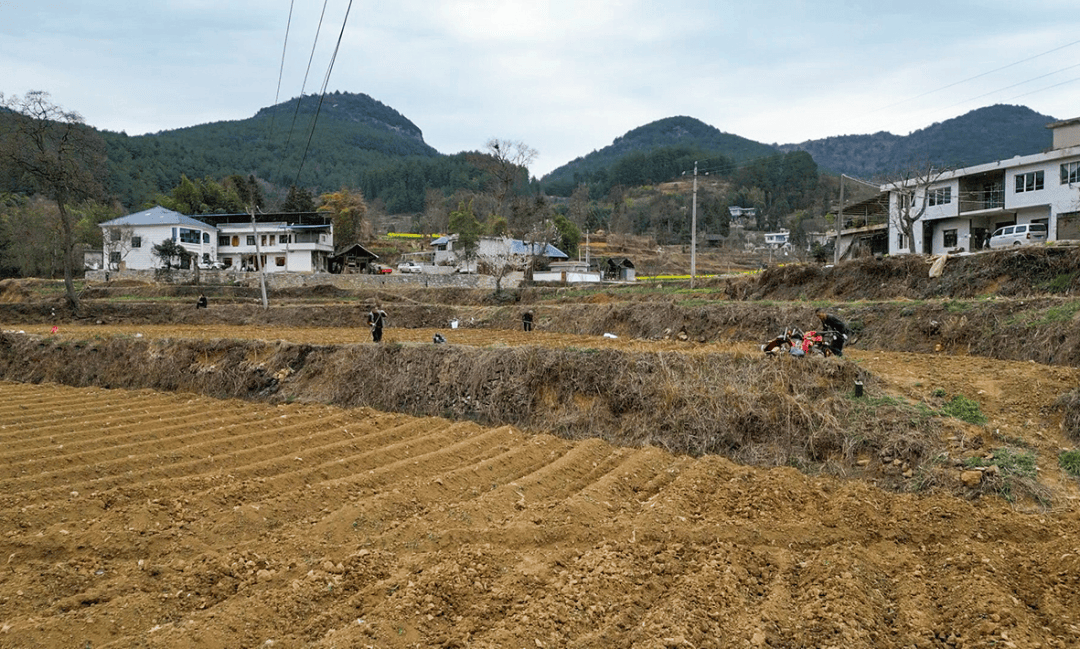 奋进正当时茅栗镇富兴村人员机械齐上阵烤烟备耕不误春