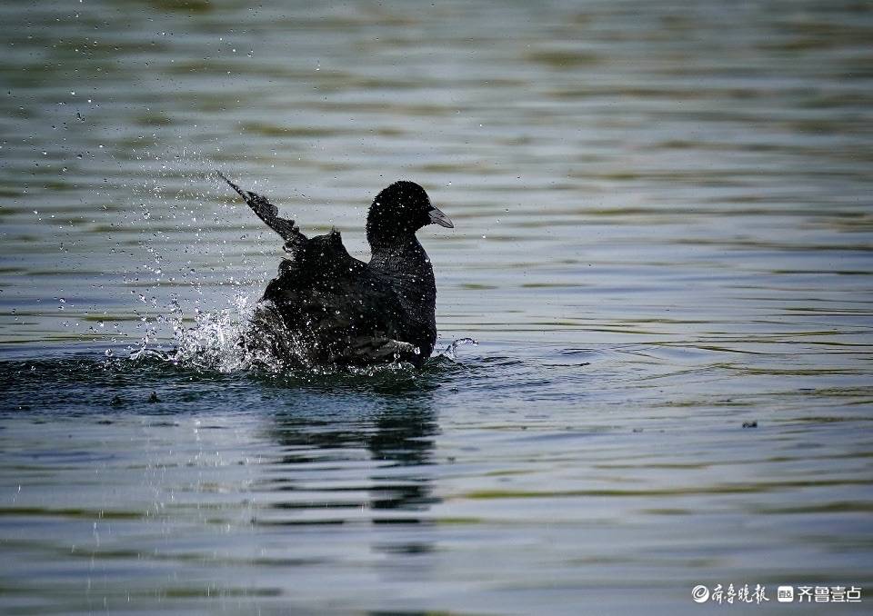 华山湖"湖"拍 | 戏水的黑水鸡_戚勇