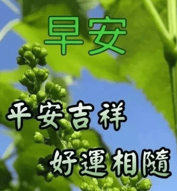 新版非常好看的早安图片大全早上好美图大全和祝福语