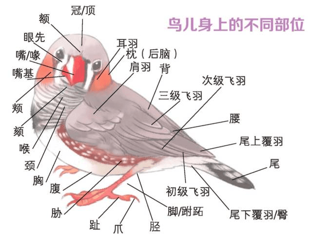 67燕子迎春归 观鸟十八式