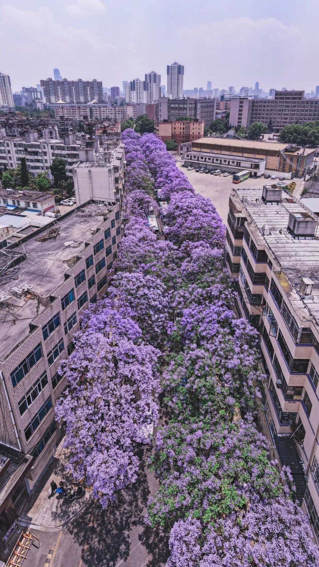 云南昆明,每年四月变身紫色花海!