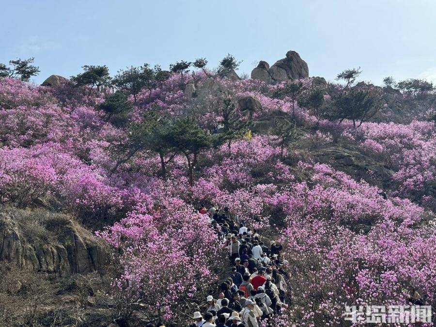青岛大珠山景区的杜鹃花盛放,在通向山顶的台阶旁形成一片粉色花海