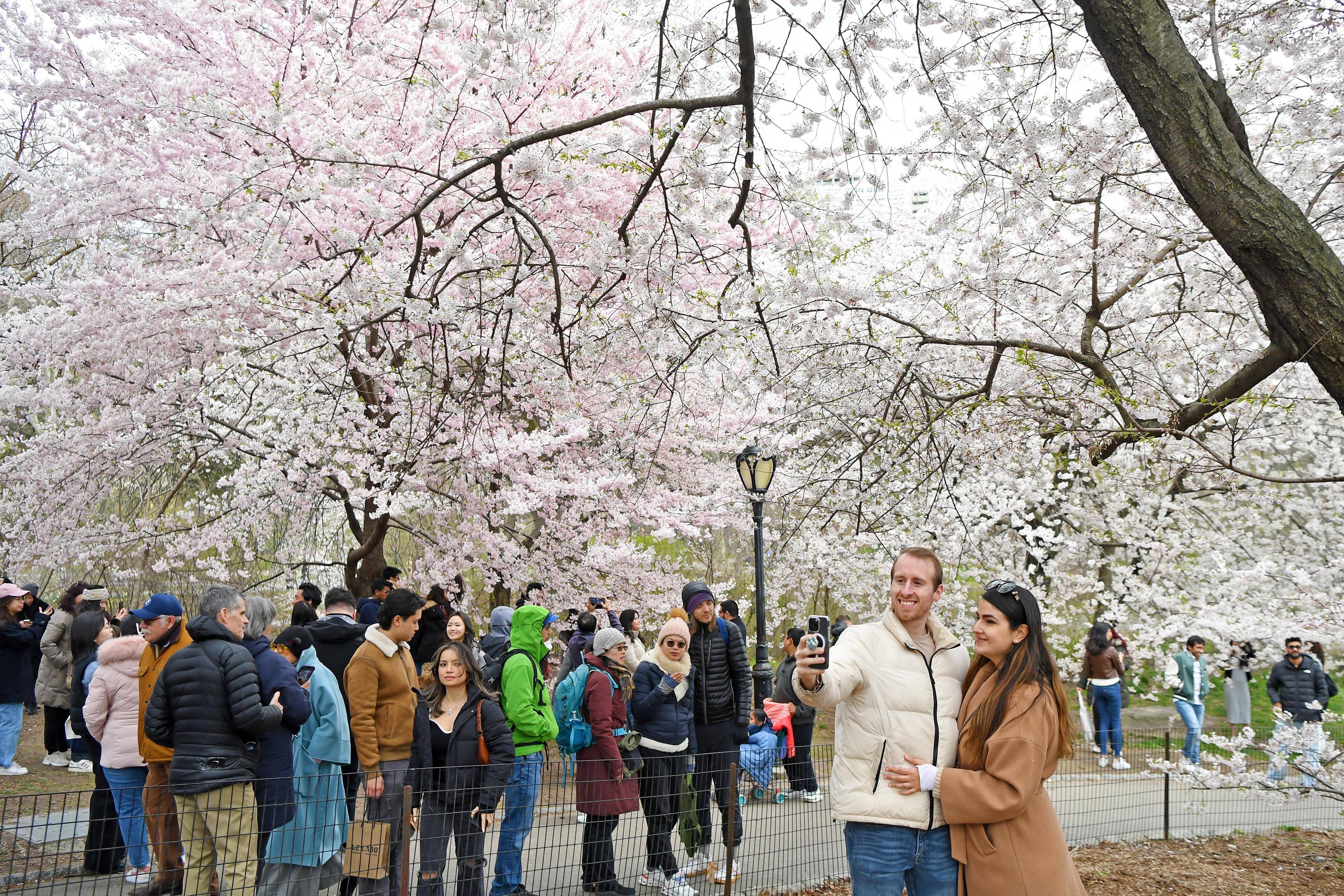 纽约中央公园樱花盛开