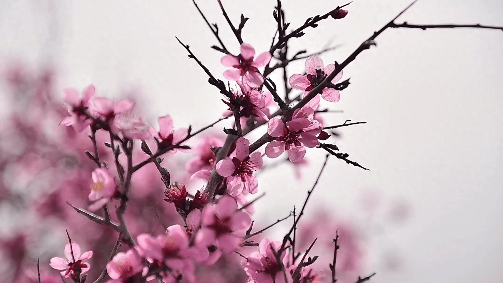 内蒙古蒙古扁桃花竞相绽放显大漠生机