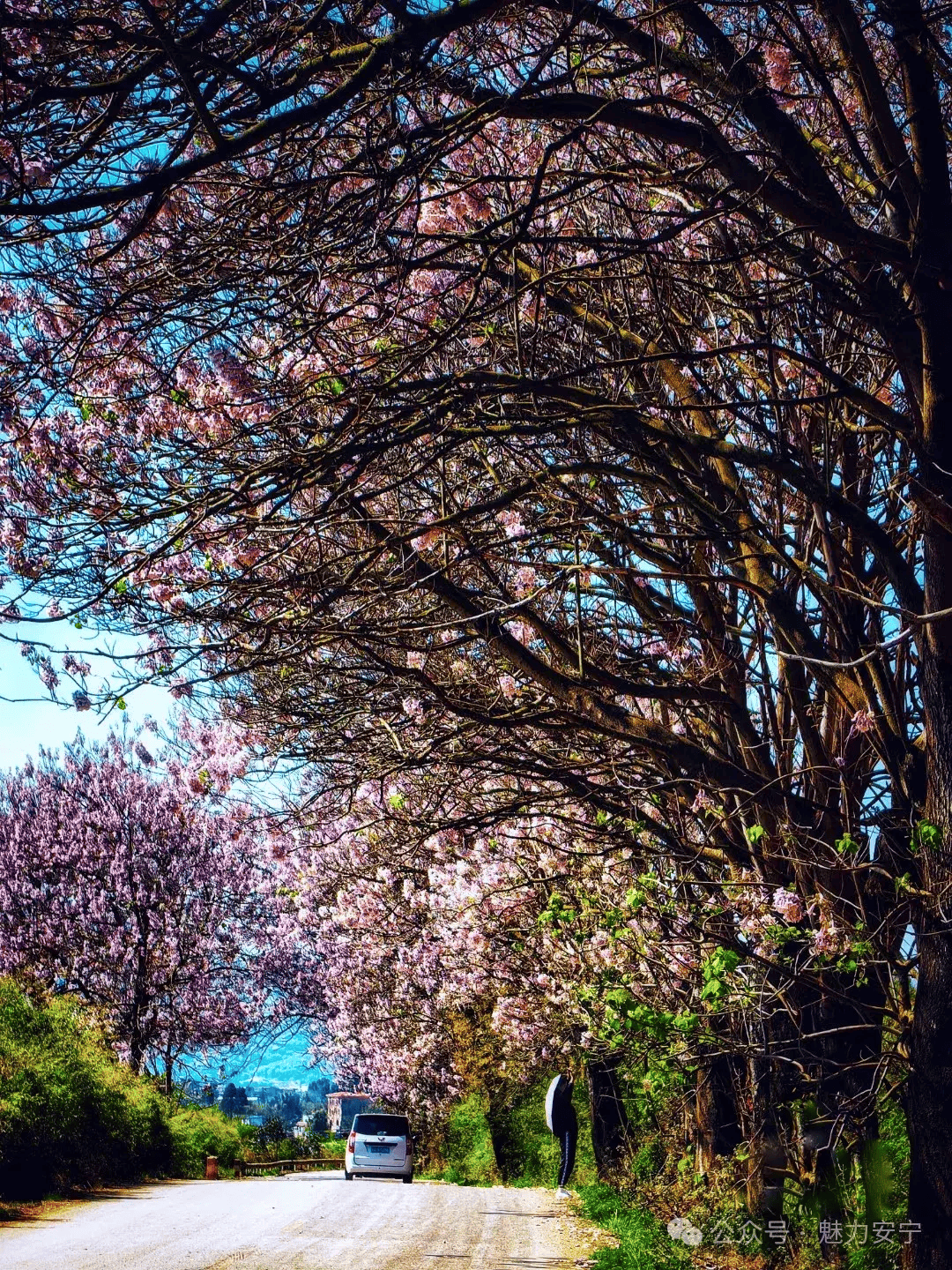 安宁县街泡桐花,开出一路芬芳_花朵_公路_枝头