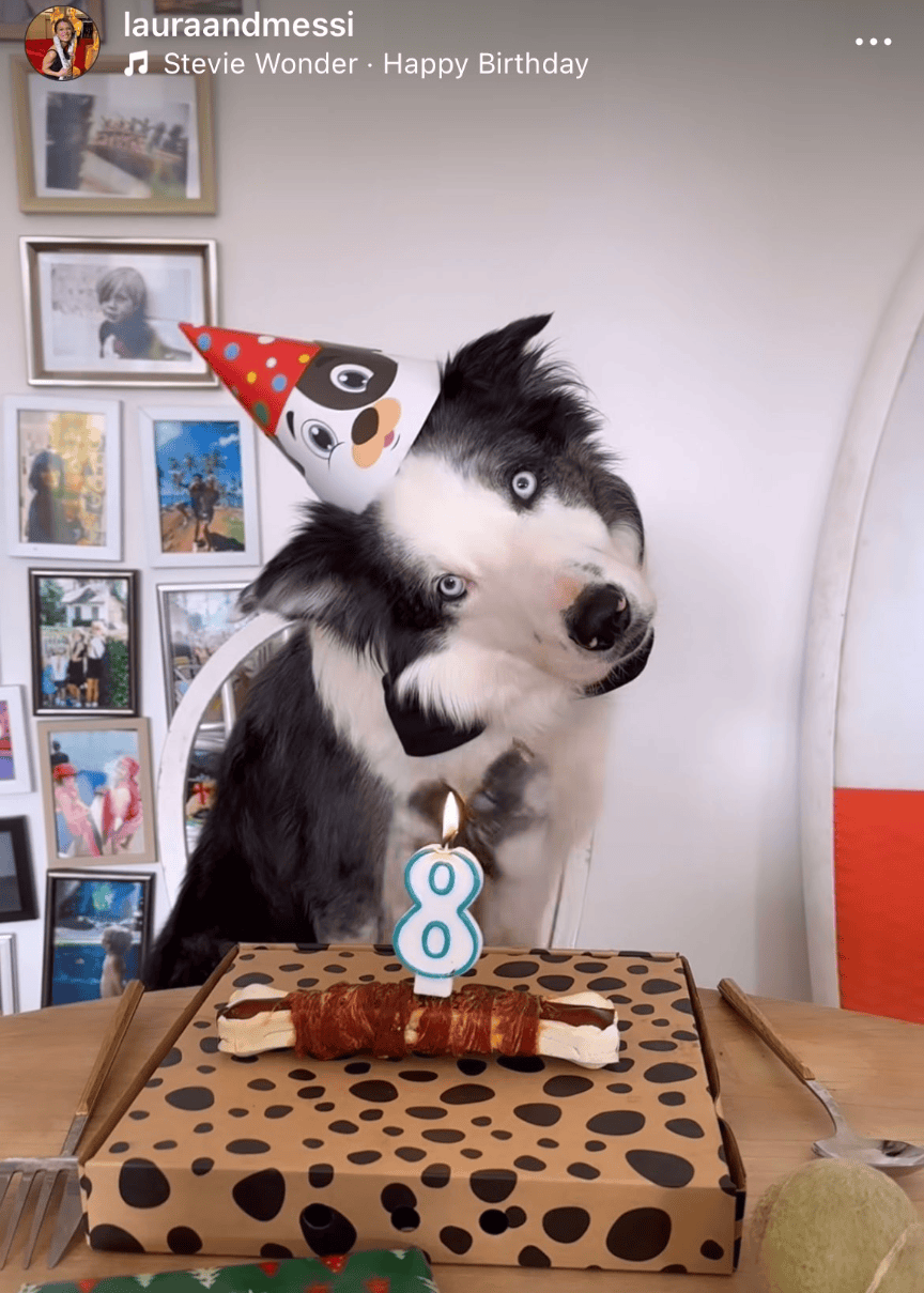 这只顶流狗狗8岁啦处女作火爆全球网友演技秒杀流量明星