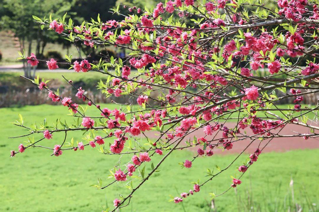 67开了宁乡这一大片怒放的碧桃花要爆火奉上绝美实景图