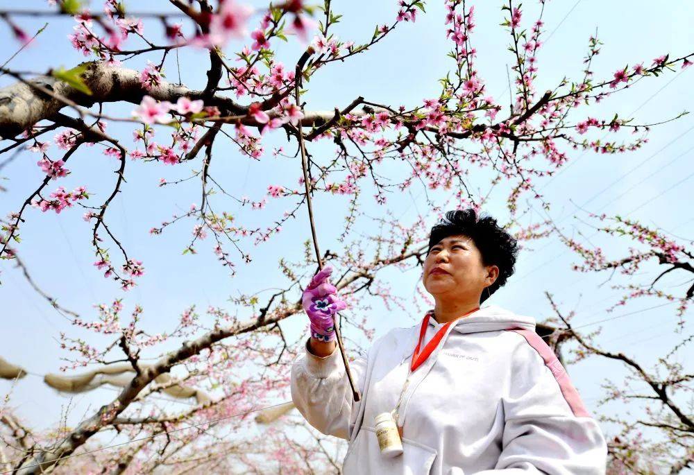 深州桃花图片