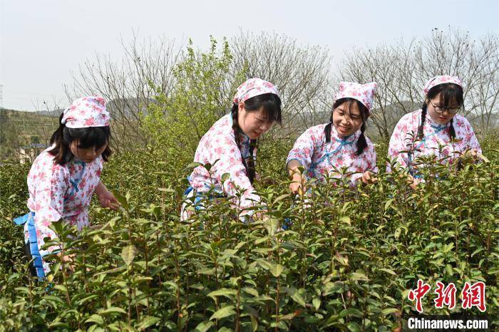 河南信阳毛尖全面开采 茶农采摘忙_茶园_浉河区_茶叶