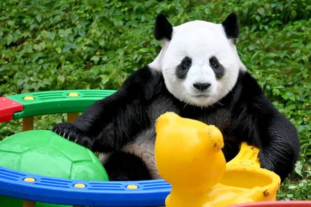 洛阳栾川竹海野生动物园:对河南省外游客全免费开放