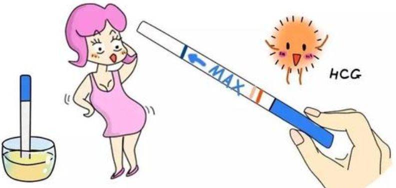 同房后多久才能测出怀孕5大因素影响受精卵着床