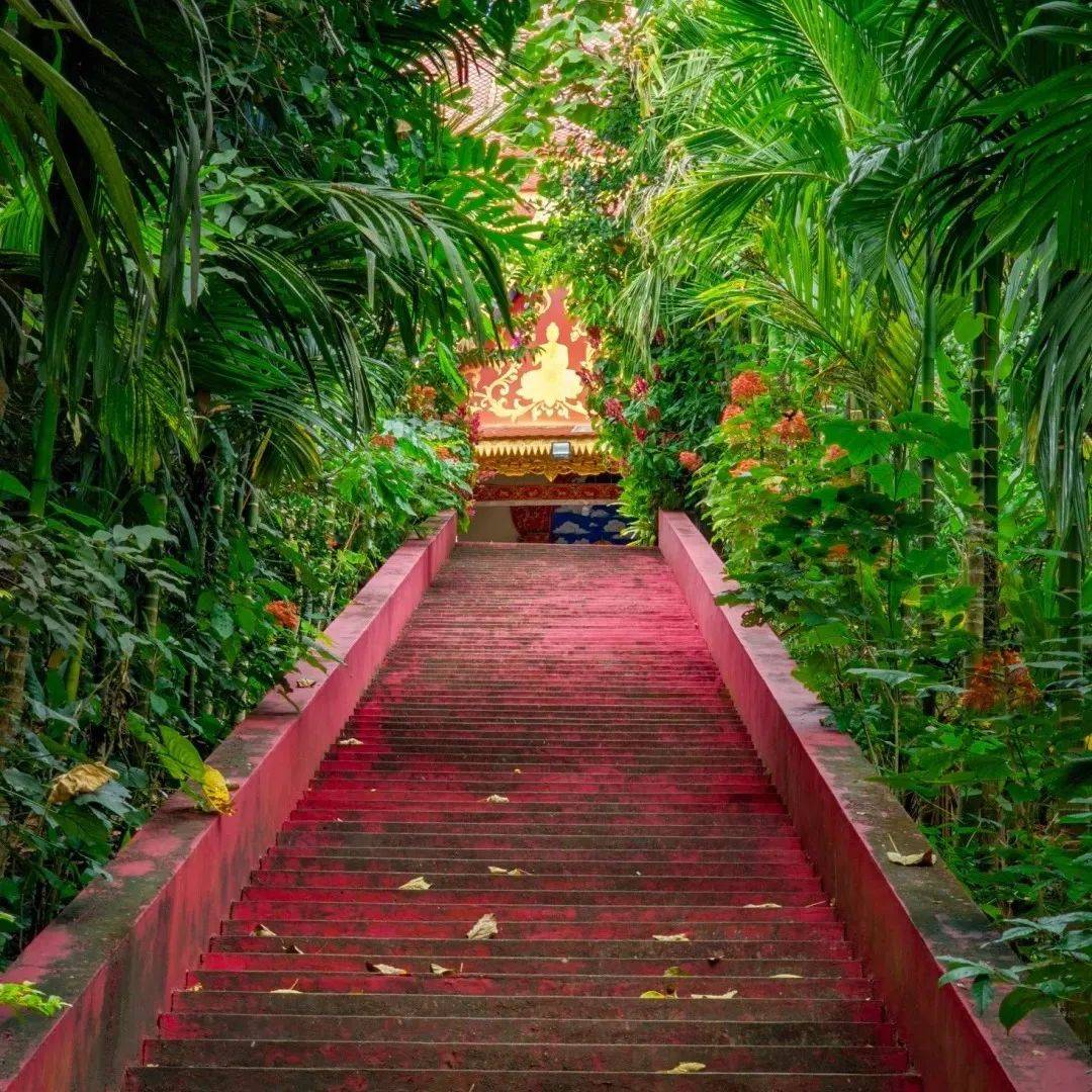 行旅my trip in 2024曼远村来到拥有浓浓异国风情的西双版纳,感受动物