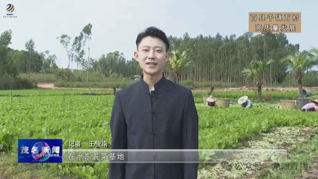 【记者王俊南 出像:在水东芥菜基地,我们看到农户们正忙碌地收获着