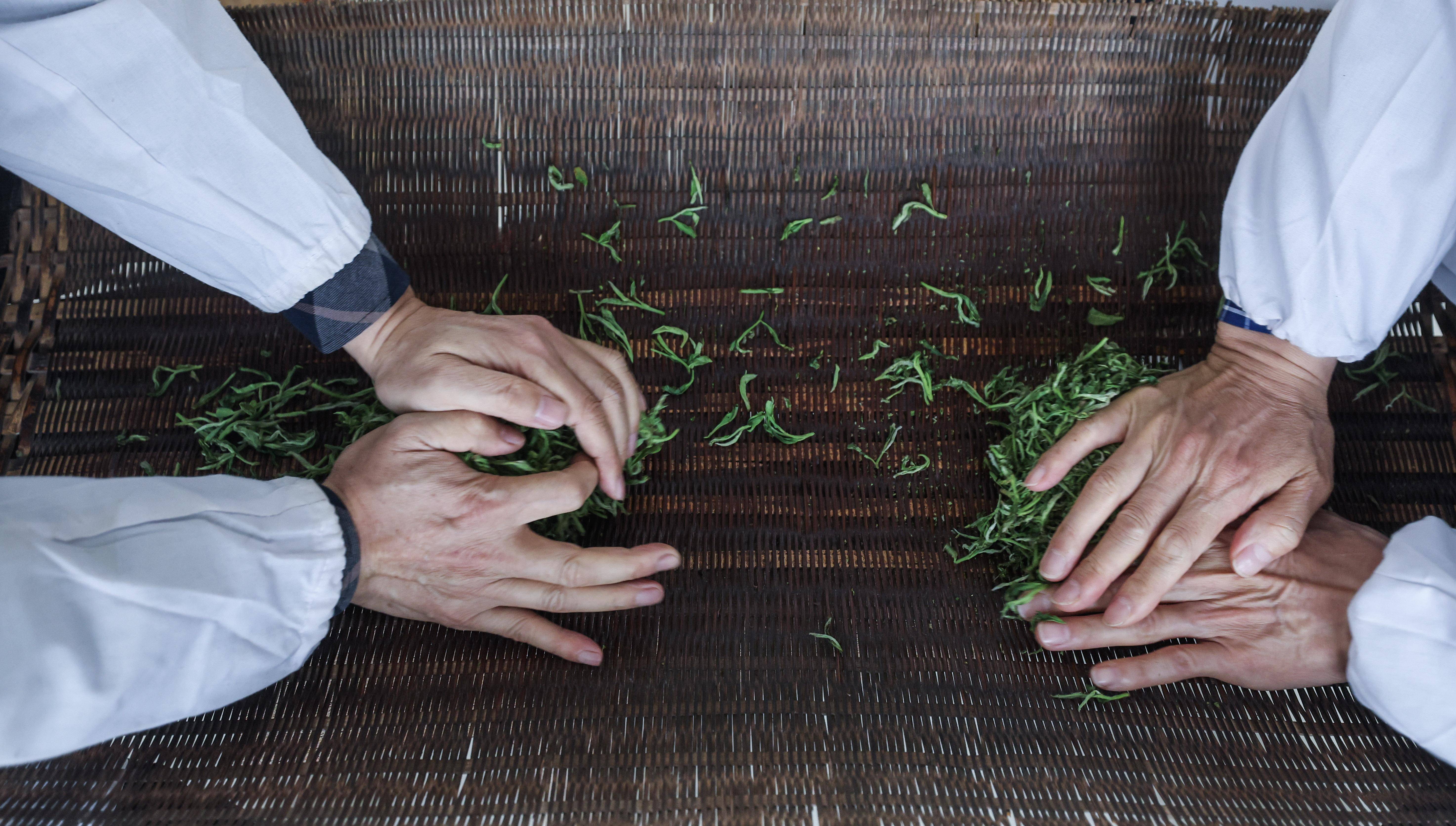 浙江金华千年贡茶焕发新生一片茶叶富一方百姓