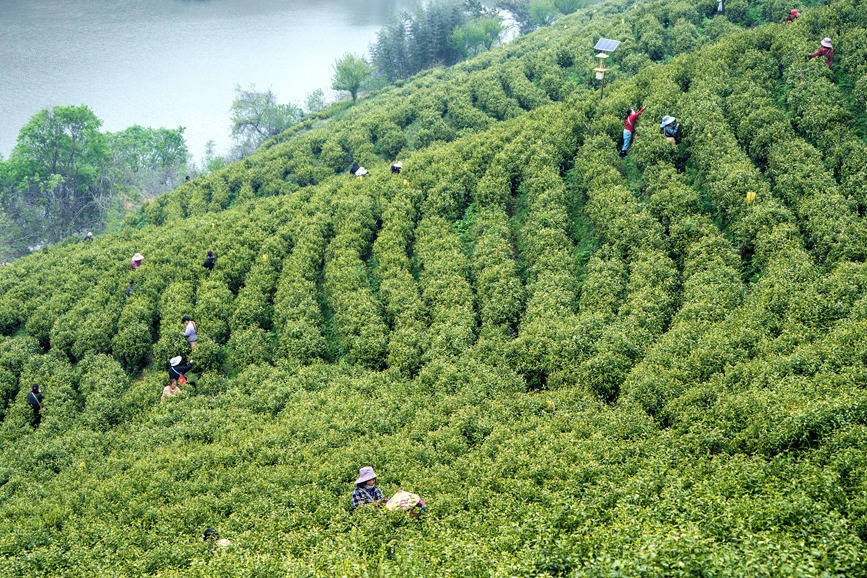 商城县黄金茶园采茶忙