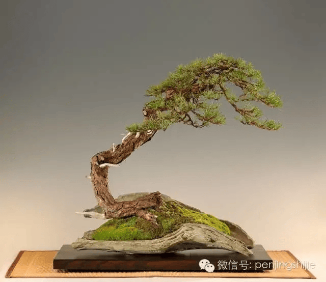 疯狂的木头_作品_cm_盆景