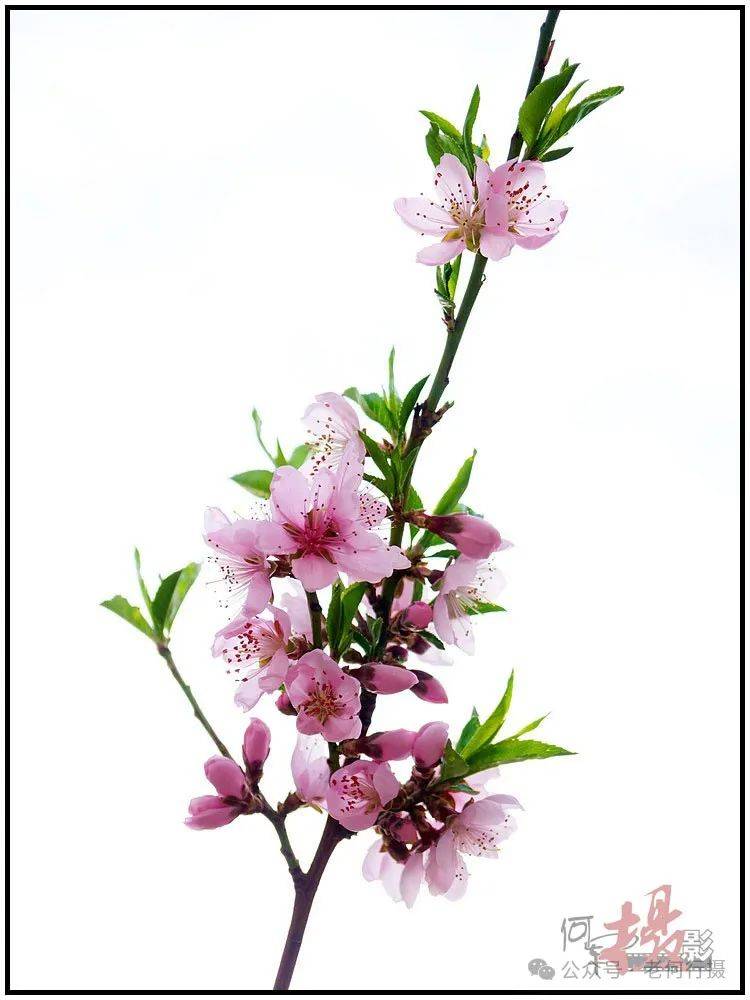 【图集】丰腴艳丽的桃花_社区_花草_摄影